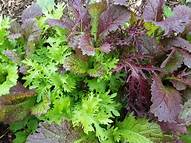 Loose Mustard mix