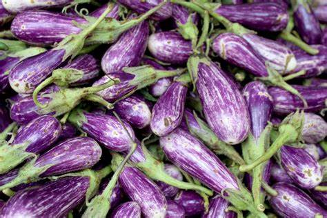 Fairy tale Eggplant