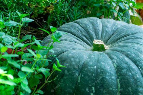 Large green winter Squash