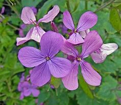 Dames rocket petals only