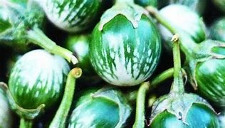 Thai green eggplant