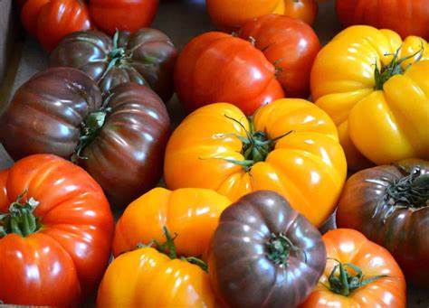 Heirloom Tomato