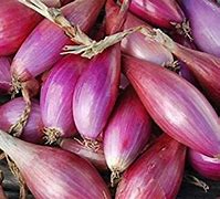 Onion Long Red of Tropea