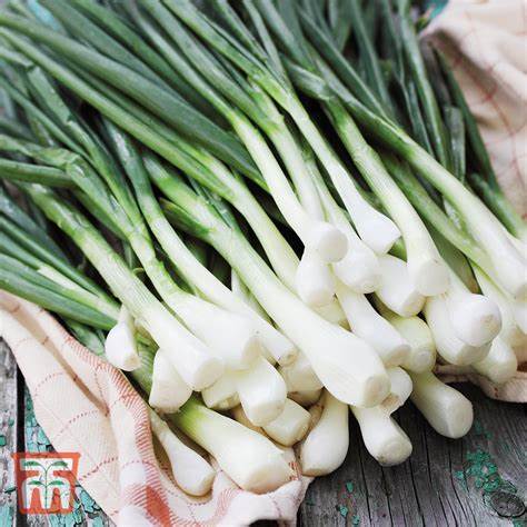 Onion Spring White