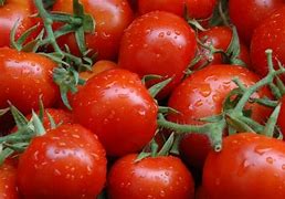 Second pick Tomatoes