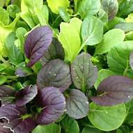 Pac Choi