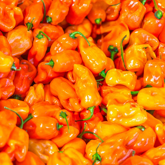 Habanada Sweet Pepper