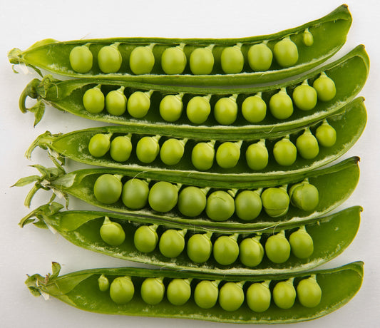 OG English Peas 10lbs