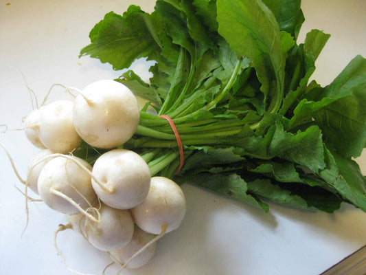 Turnip Hakurei