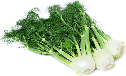 Fennel large