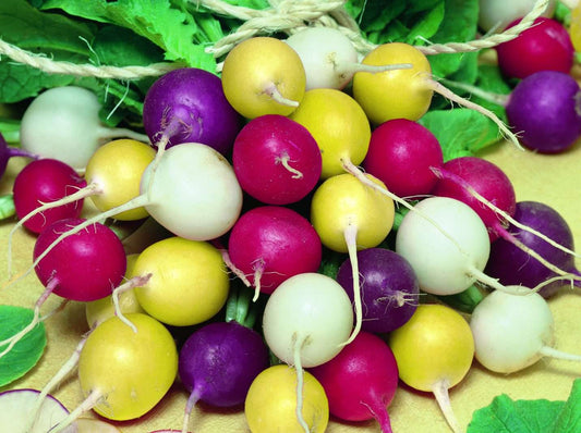 Easter egg radish