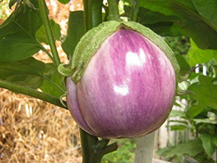Rosa Bianca - Eggplants