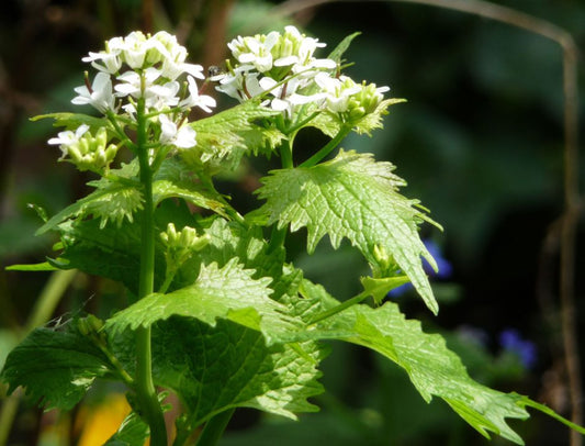 Garlic Mustard