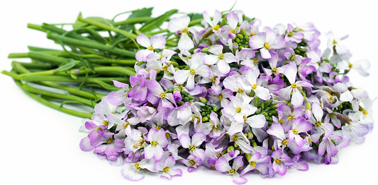 Radish Flowers