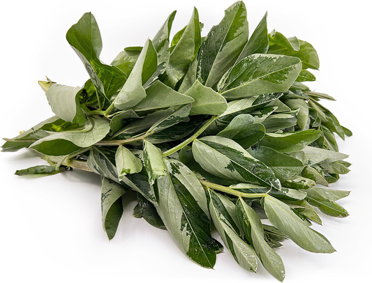 Fava bean leaves