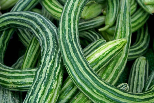 Armenian striped cucumbers