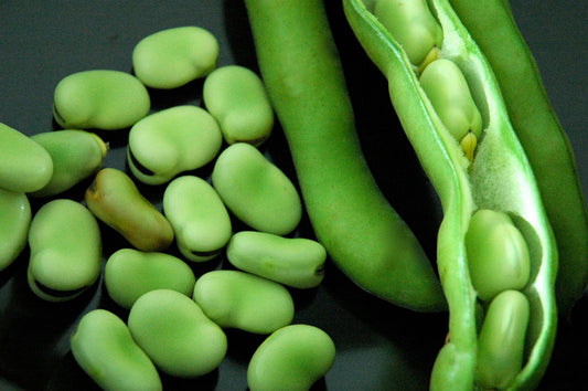 Fava bean by  pint