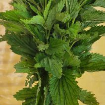 Nettle