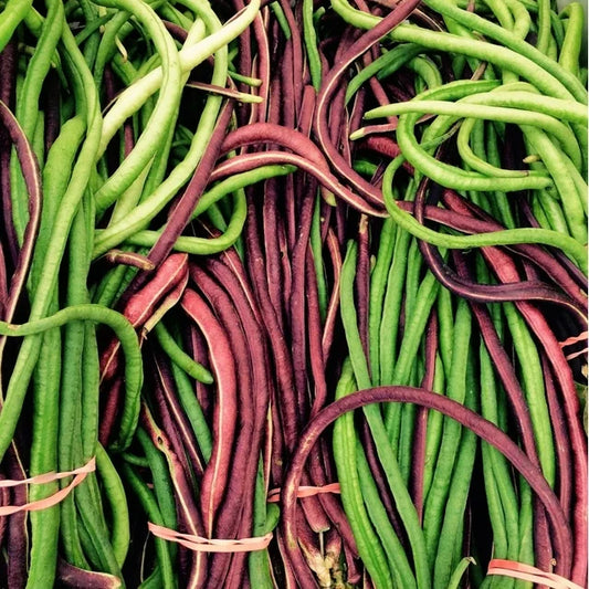 Long green and red Bean