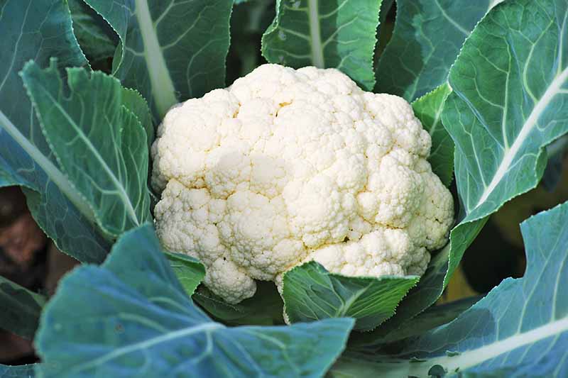 White Cauliflower small