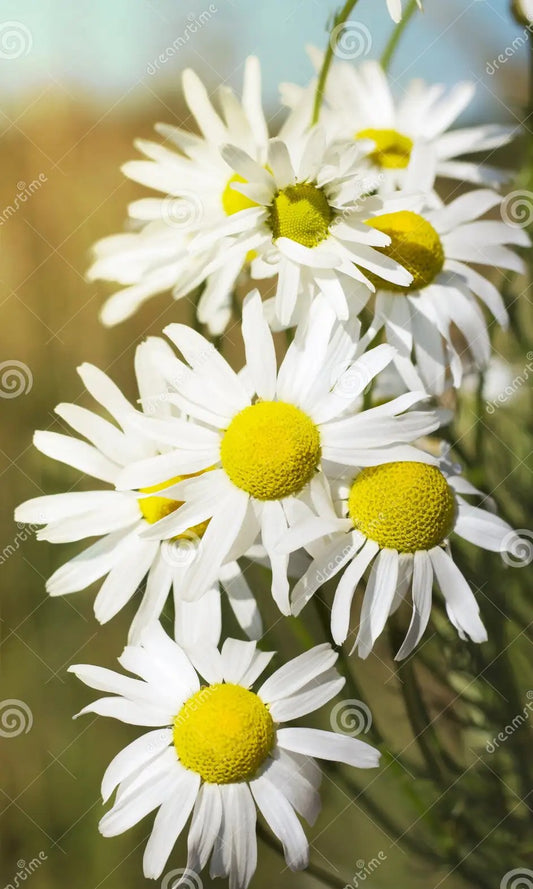 Wild Chamomile