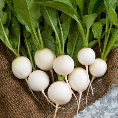 Radish Ping Pong