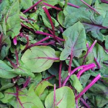 Spinach Green - Red Malabar