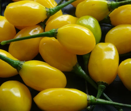 Aji Peppers spicy