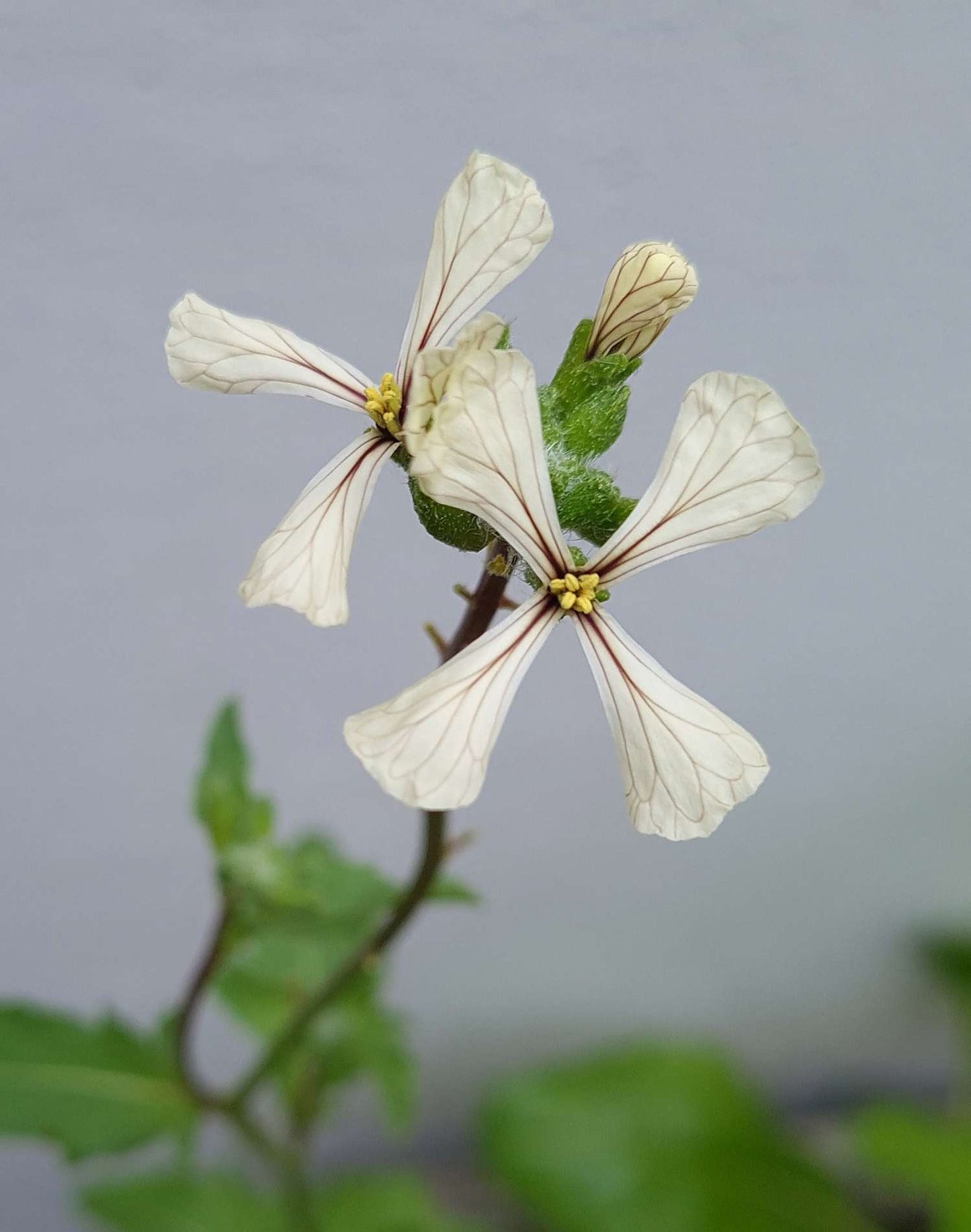 Arugula flowers