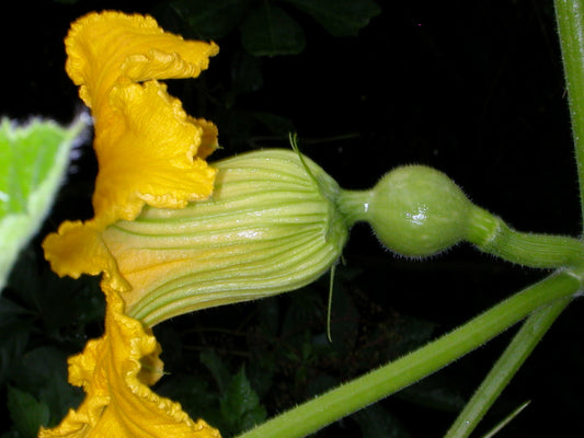 Baby Squash with flower