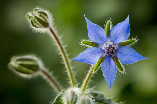 Borage flower