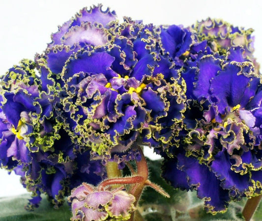 Russian violet
