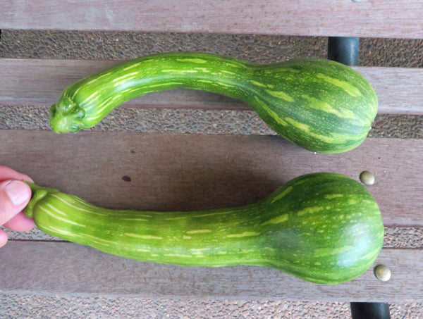Center cut Squash