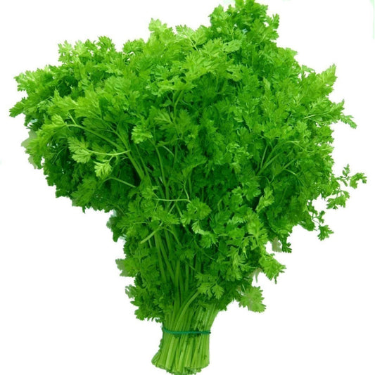 Chervil