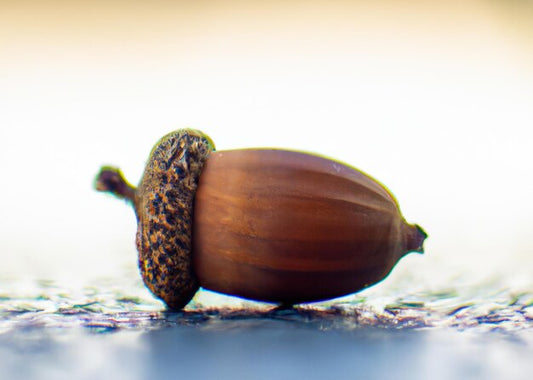 Acorn