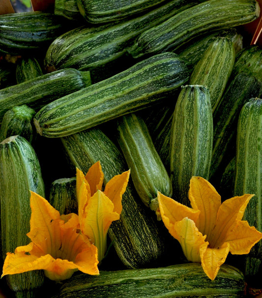 OG Costada Zuccini 18lbs