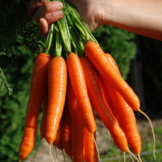 Carrots Orange