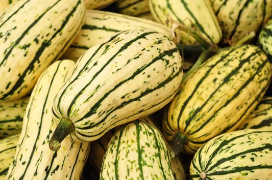 Delicata