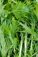 Mizuna Green