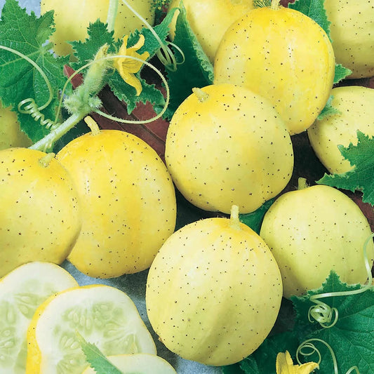 Lemon cucumber
