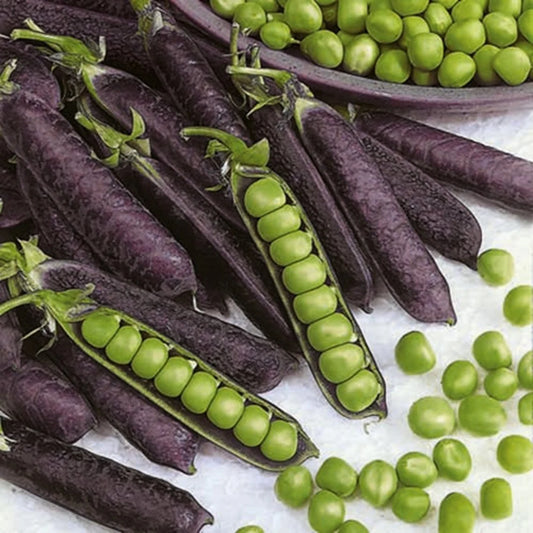 Snow Peas Purple