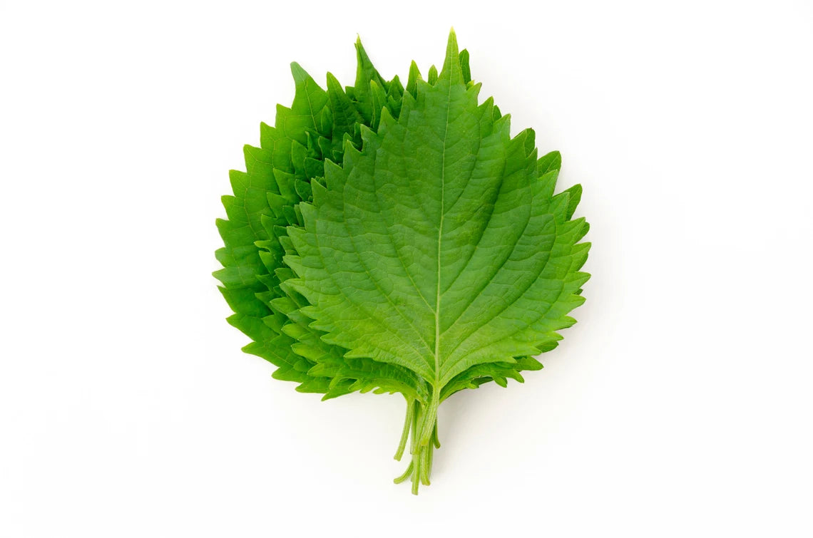 Shiso green