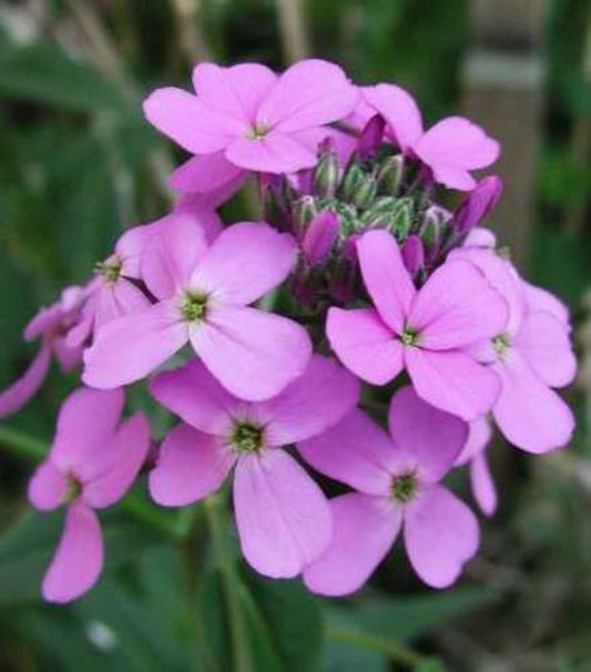 Dame flower