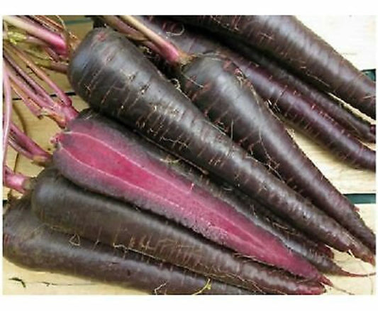 Carrot Purple