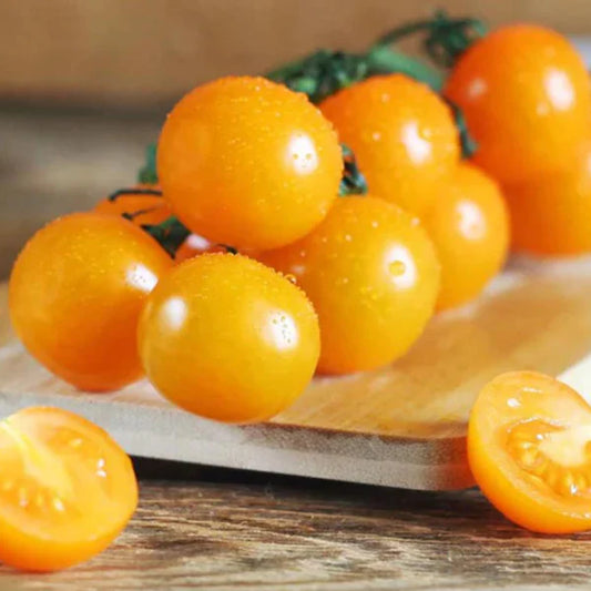 Sun Gold cherry Tomato