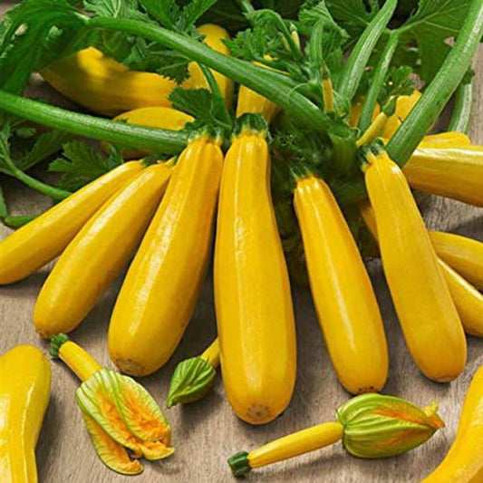 OG Yellow Zucchini 18lbs