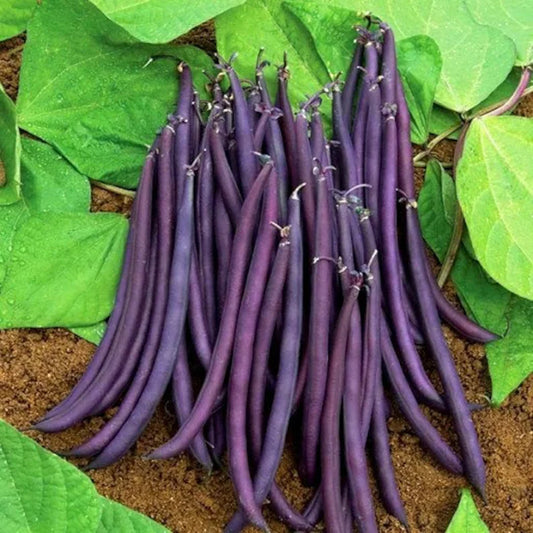 Velour purple filet beans