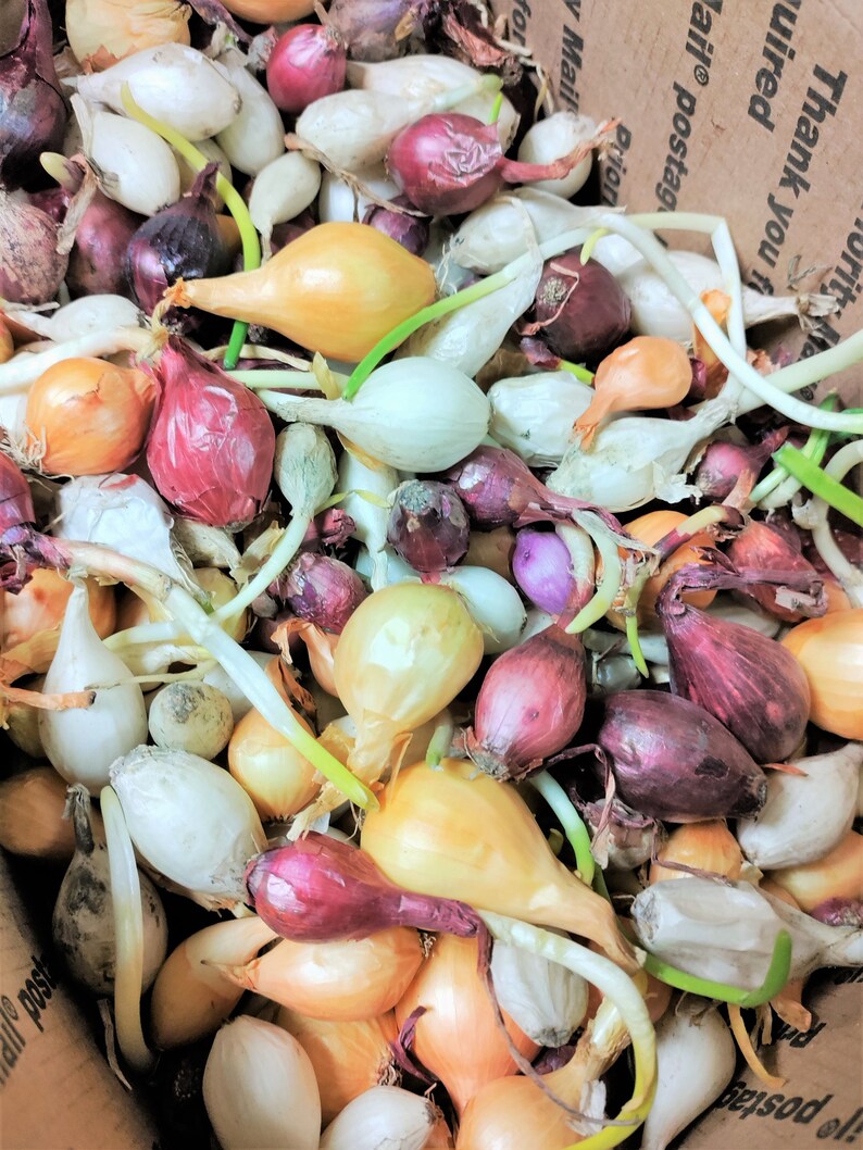 Onion Bulbs