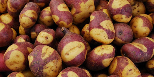 Pinto Potatoe