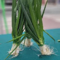 Nabasha onions
